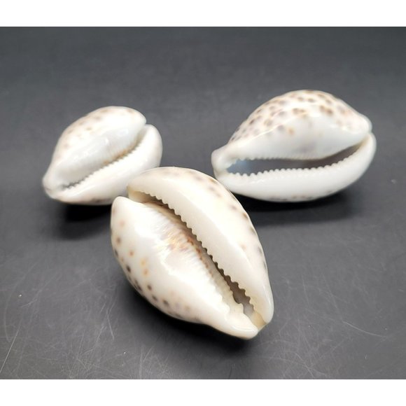 Vintage Tiger Cowres Sea Snail Shells Seashell Set of 3 Cypraea Tigris PR206 - Picture 7 of 7